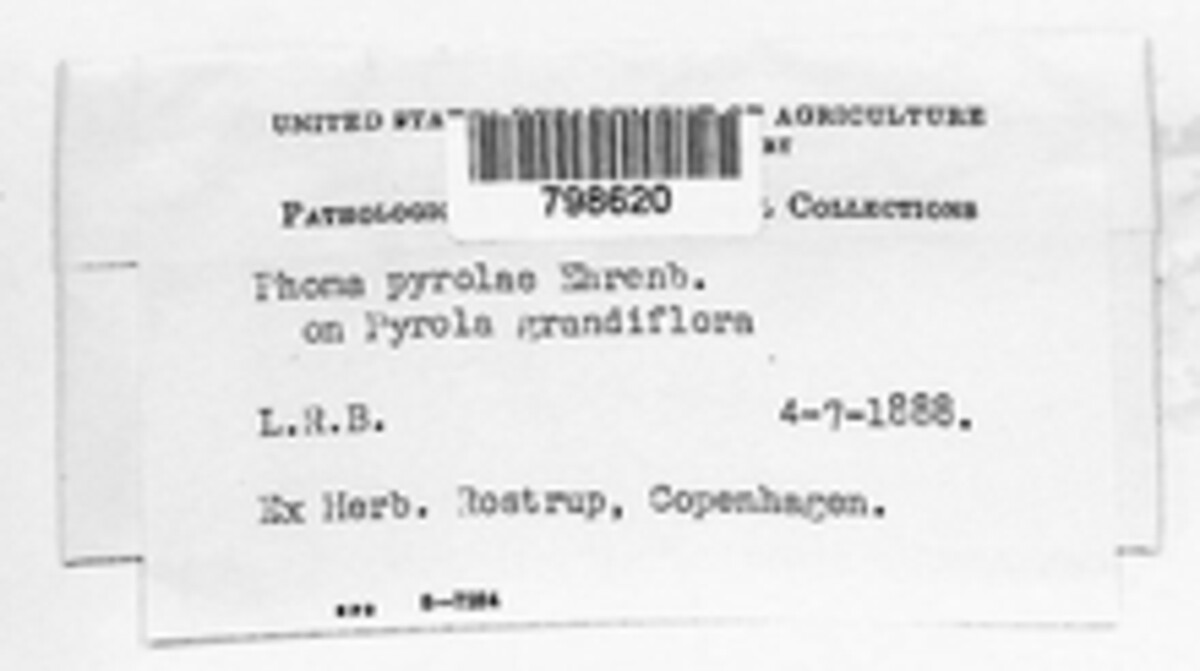 Mycosphaerella chimaphilae image